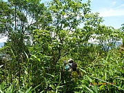 Thumbnail of pic_Wai_064.JPG