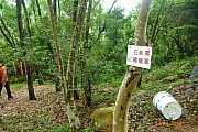 Thumbnail of pic_CC_Li_026.JPG