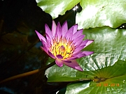 Thumbnail of pic_Sam_Ho_052.JPG