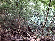 Thumbnail of pic_Thomas_Leung_020.jpg