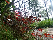 Thumbnail of pic_Thomas_Leung_298.jpg