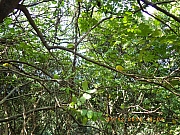 Thumbnail of pic_Wai_116.JPG