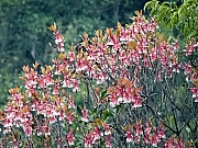 Thumbnail of P2150094.JPG
