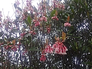 Thumbnail of pic_Billy_Wong_037.JPG