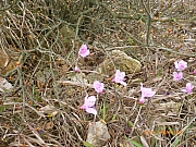 Thumbnail of pic_Wai_062.JPG