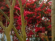 Thumbnail of pic_Sam_Ho_004.JPG
