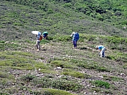 Thumbnail of P5030064.JPG