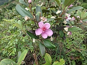 Thumbnail of pic_Thomas_Leung_087.jpg