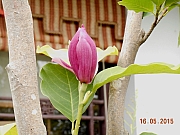 Thumbnail of pic_Sam_Ho_022.JPG