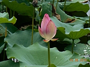 Thumbnail of pic_Sam_Ho_028.JPG