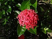 Thumbnail of pic_Billy_Wong_040.JPG