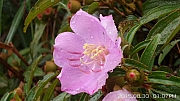 Thumbnail of pic_KC_Leung_121.jpg