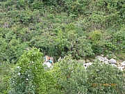 Thumbnail of pic_Wai_092.JPG