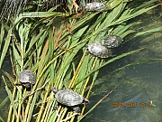 Thumbnail of pic_Eddie_Lui_205.jpg