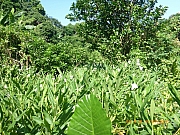 Thumbnail of pic_Wai_023.jpg