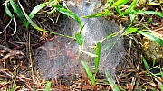 Thumbnail of pic_Billy_Lau_011.jpg