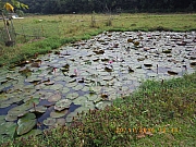 Thumbnail of pic_Wai_111.jpg