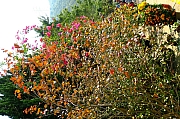 Thumbnail of pic_KL_Sin_079.jpg