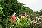 Thumbnail of pic_KL_Sin_050.jpg