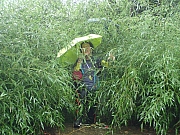Thumbnail of P7020016.JPG