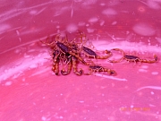 Thumbnail of pic_Wai_138.jpg