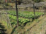 Thumbnail of pic_CT_Leung_191.jpg