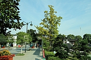 Thumbnail of pic_Grassy_Yuen_065.JPG