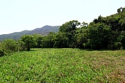 Thumbnail of pic_KL_Sin_061.jpg