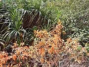 Thumbnail of pic_Billy_Wong_017.JPG