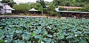 Thumbnail of pic_CL_Yip_034.jpg