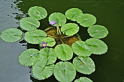 Thumbnail of pic_Sam_Ho_082.JPG
