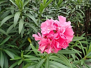 Thumbnail of pic_Thomas_Leung_019.jpg