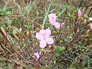 Thumbnail of pic_Thomas_Leung_112.jpg