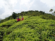 Thumbnail of pic_Wai_041.jpg