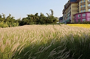 Thumbnail of pic_Grassy_Yuen_082.jpg