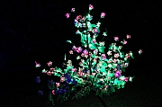 Thumbnail of pic_Grassy_Yuen_156.jpg