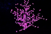 Thumbnail of pic_Grassy_Yuen_162.jpg
