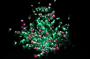 Thumbnail of pic_Grassy_Yuen_164.jpg