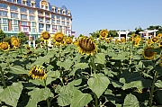 Thumbnail of pic_Grassy_Yuen_238.jpg