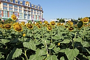 Thumbnail of pic_Grassy_Yuen_240.jpg