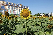 Thumbnail of pic_Grassy_Yuen_245.jpg