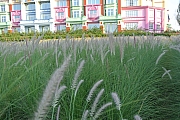 Thumbnail of pic_Sam_Ho_143.jpg