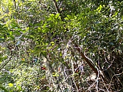 Thumbnail of pic_Wai_127.jpg