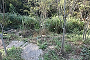 Thumbnail of pic_Grassy_Yuen_058.jpg