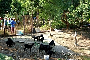 Thumbnail of pic_KL_Sin_060.JPG