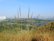 Thumbnail of pic_Thomas_Leung_050.jpg