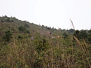 Thumbnail of pic_Thomas_Leung_027.jpg