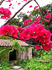 Thumbnail of pic_Sam_Ho_030.jpg
