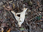 Thumbnail of P5090154.jpg