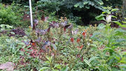 Thumbnail of pic_Dicky_Poon_003.jpg